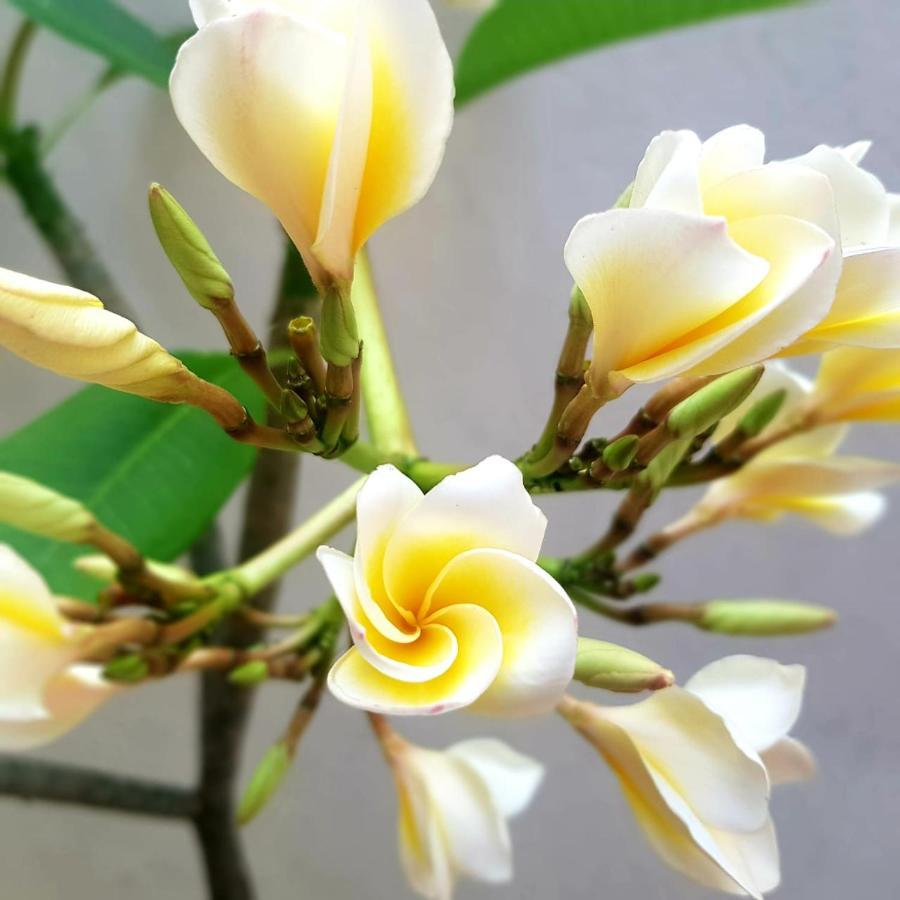 Mystic Maldives Mathiveri Retreat מראה חיצוני תמונה